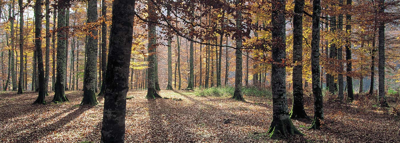 Selva de Irati