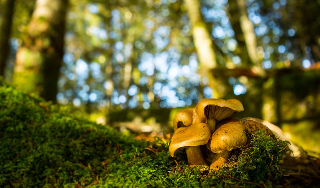 Journée sur l’offre mycotouristique d’Irati